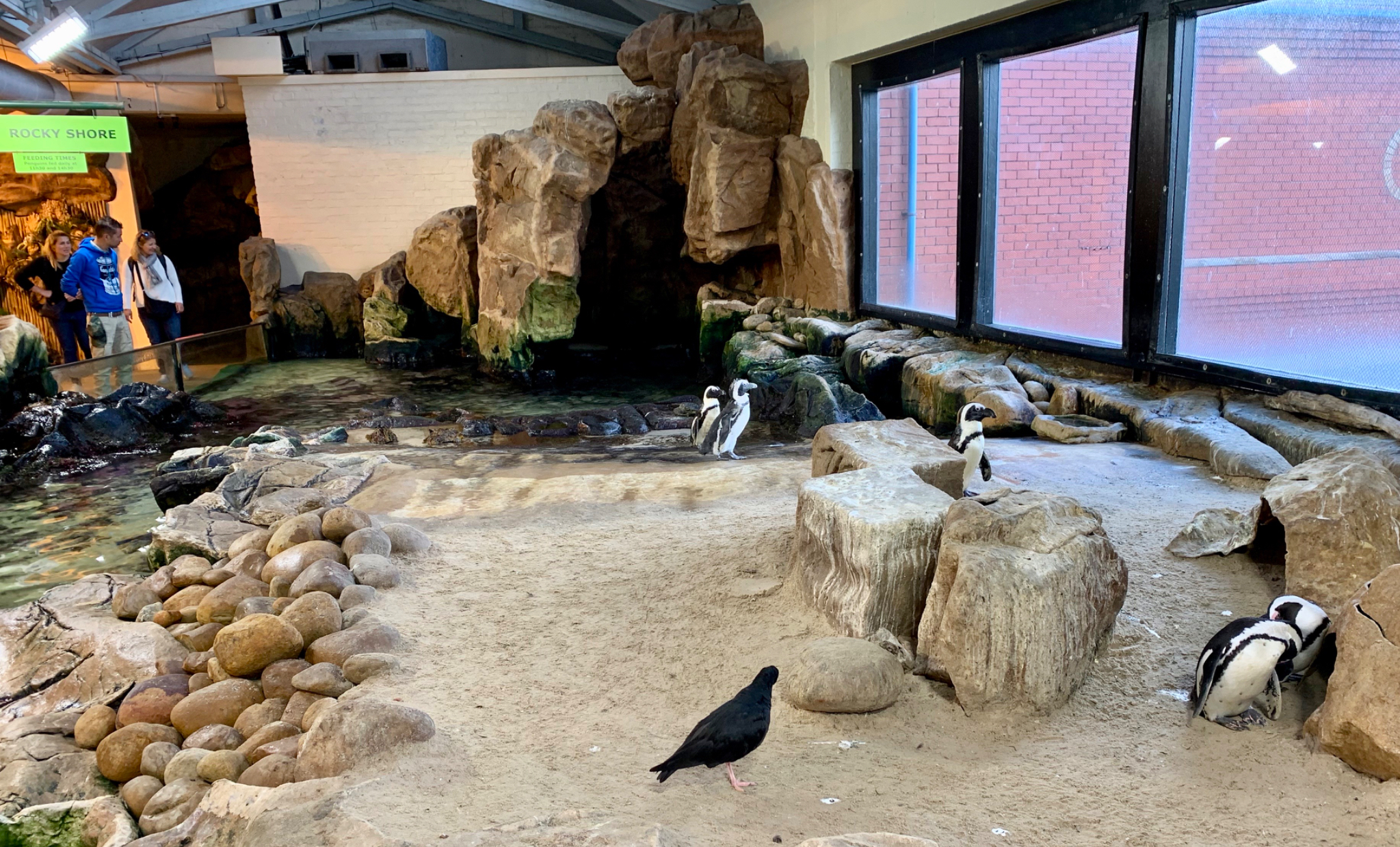 African Penguin Exhibit in the Two Oceans Aquarium